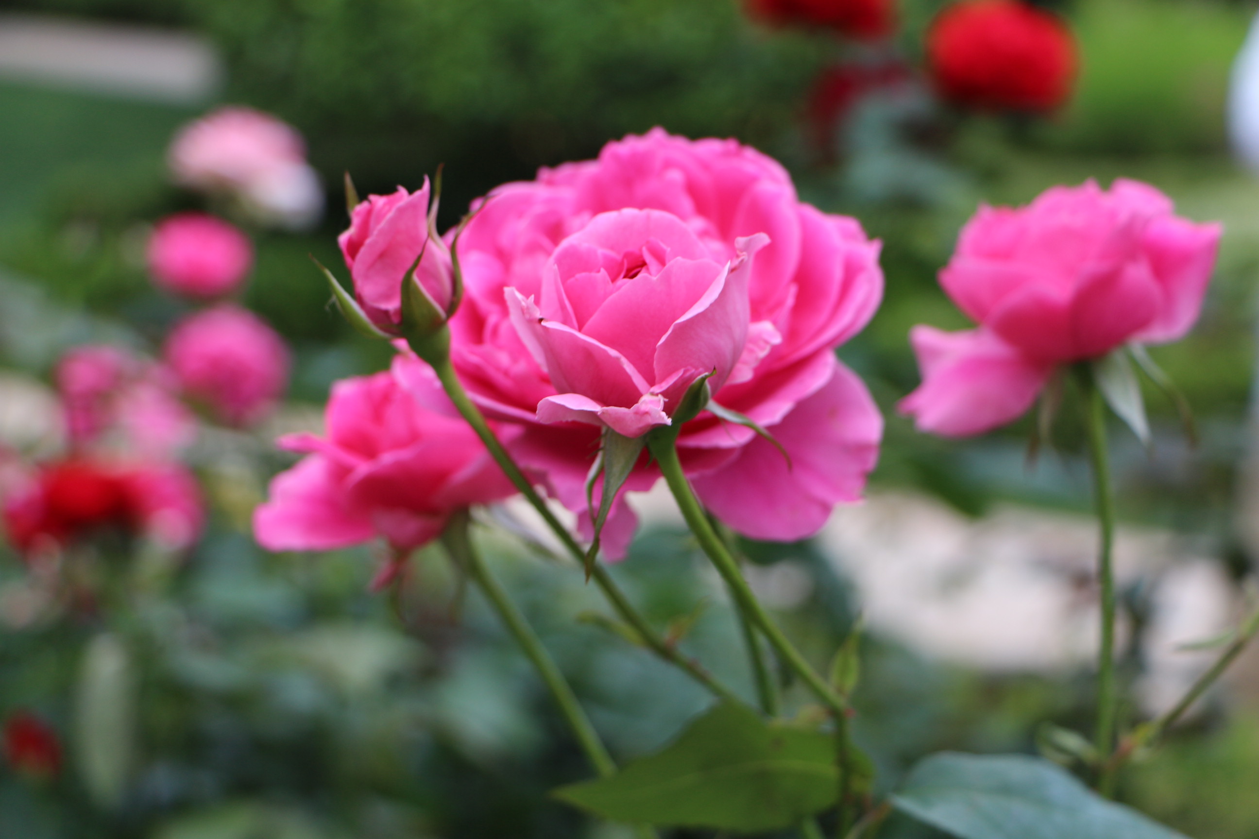 2025级19石宇轩《秋色》