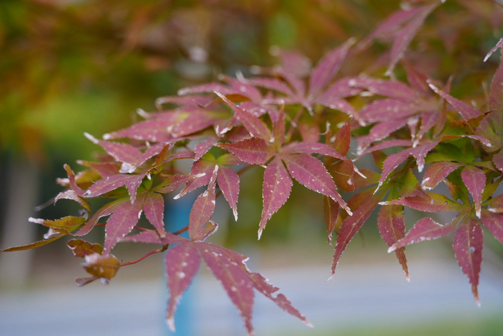 高一31 阙彦彬 (2)