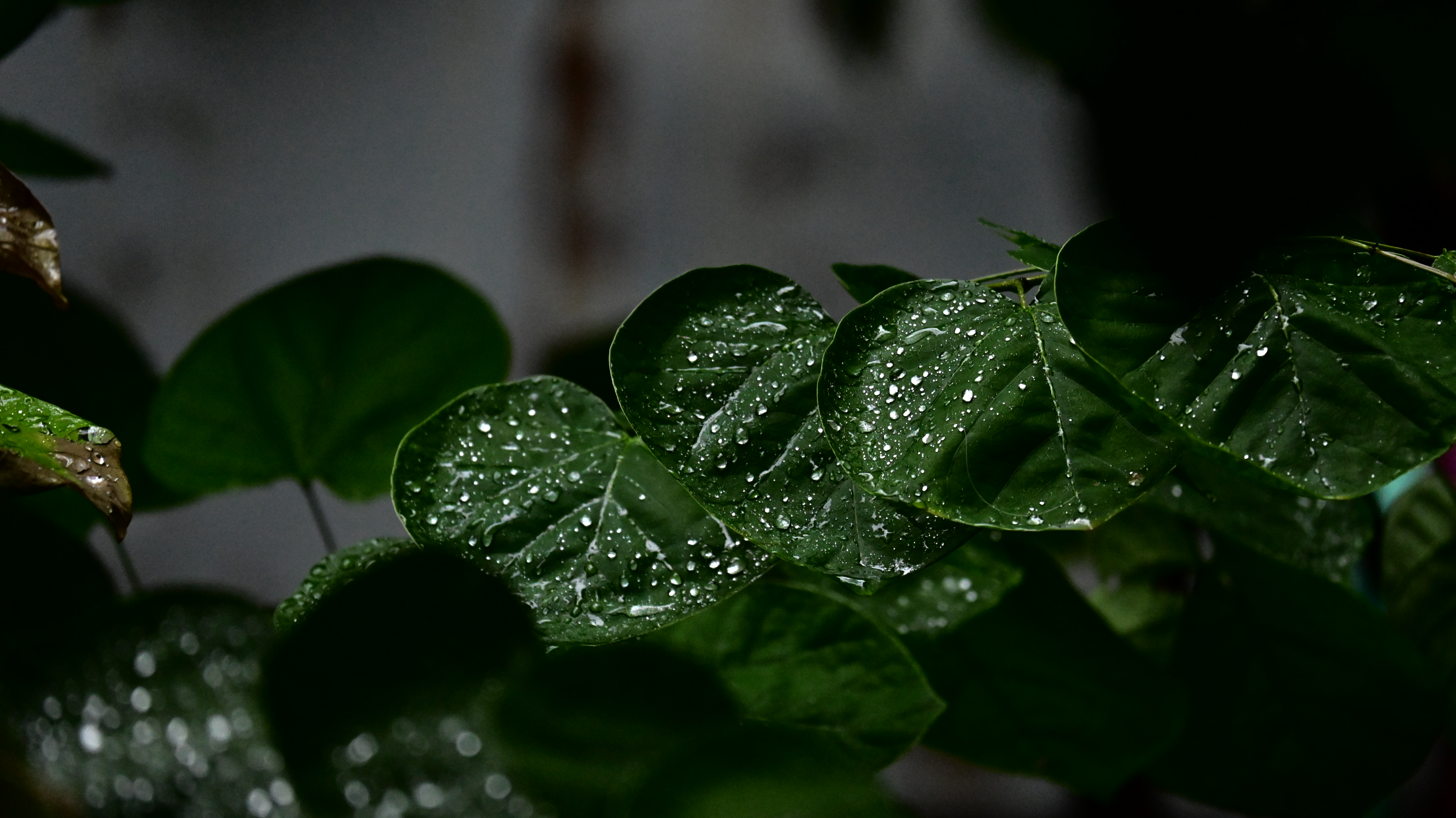 2024级13张跃轩玉盘珍珠